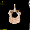 lucy lumbar vertebra cranial superior view