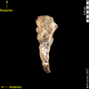 lucy lateral right view of sacrum