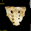 lucy ventral anterior view of sacrum