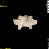 lucy dorsal posterior view of thoracic vertebra
