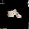 lucy lateral left view of thoracic vertebra